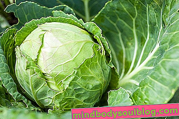 13 ползи за здравето от Kale