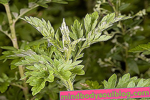 Wofür ist Artemisia und wie bereitet man Tee zu?