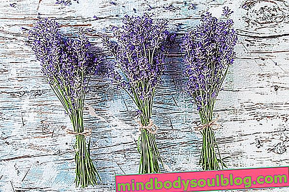 Wofür Lavendel ist und wie man es benutzt