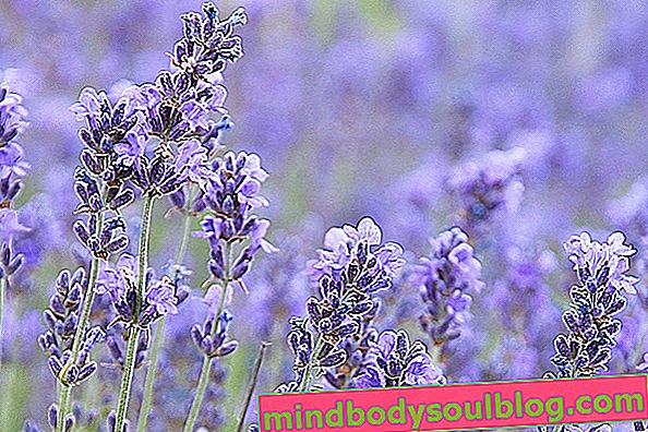 Untuk apa Lavender dan bagaimana menggunakannya