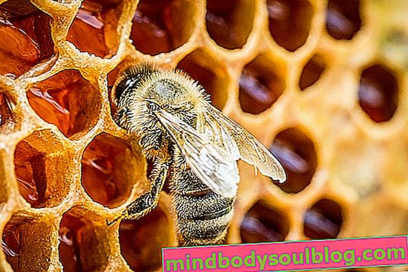 Първа помощ при ужилване от пчела или оса