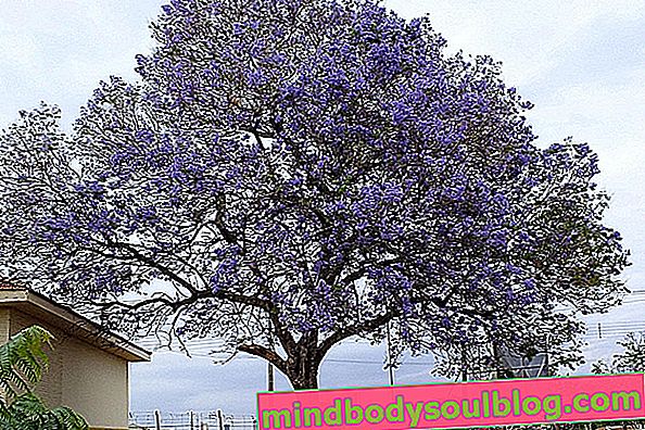 شجرة Carobinha ، والمعروفة أيضًا باسم Jacarandá