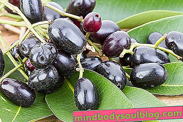 Какви са плодовете и листата на Jamelão